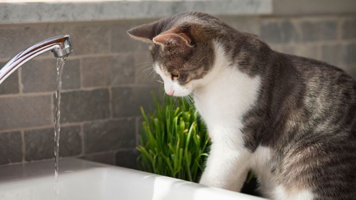 Warum mögen Katzen kein Wasser? - 5 Gründe