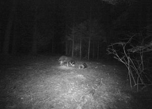 Wolf oder Hund: Auf der   Aufnahme einer Wildkamera ist das nicht klar zu erkennen. Foto: Repro: Bantle