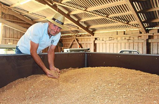Markus Hirt prüft seine Getreidesorte Triticale, eine Kreuzung aus Roggen und Weizen. Bei solch trockenen Umgebungsbedingen trennt sich das Korn bei dieser Getreideart nur schwer aus der Ähre. Das Getreide muss noch gesäubert werden. Foto: Strohmeier