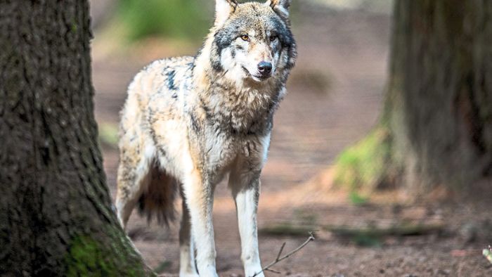Fotofalle blitzt Wolf im Aargau