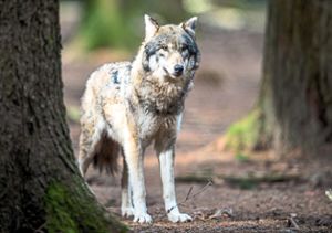 Wolf im Wildpark. (Symbolfoto) Foto: Heinl