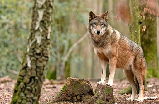Blickt ein Wolf eines Tages auch in den Stadtwald in Villingen-Schwenningen? Foto: © AB Photography – stock.adobe.com