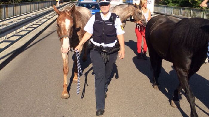 7. August: Polizei fängt ausgebüxte Pferde ein