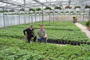 Firmenchef Uli Weißer (links) und sein Sohn Marcel vom Floraparadieses Weißer in Schabenhausen sorgen sich  auch  den Absatz ihrer im eigenen Gewächshaus herangezogenen Tomatensetzlinge. Foto: Bantle