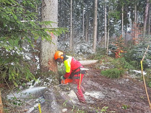 Für die Sicherheit des geplanten Geislinger Natur- und Waldkindergartens werden derzeit Bäume auf dem Grundstück am Schopflenwald gefällt.    Foto: Engelhardt