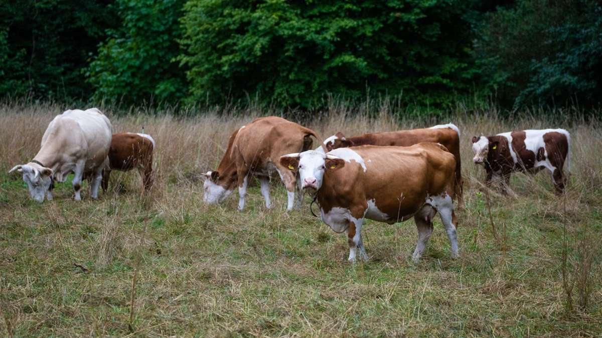 Prozess in Rottenburg: Rinder sollen „starken Hunger“ gelitten haben