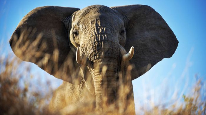 Kamerascheuer Elefant nimmt sich GoPro zur Brust