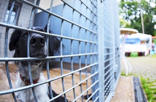 Derzeit sind rund 100 Hunde im Tierheim Botnang untergebracht. Foto: Michele Danze