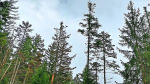 In einem Waldstück nahe Martinsmoos gibt es einige absterbende Weißtannen. Eine Mischung der Baumarten ist  künftig angedacht. Foto: Stadtverwaltung