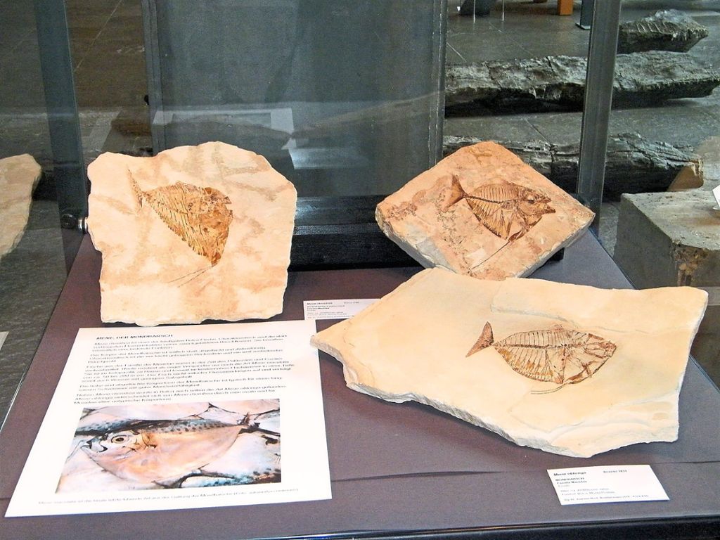 Die Fische von Bolca sind rund  50 Millionen Jahre alt, hervorragend erhalten und eng verwandt mit den Fischen heutiger tropischer Meere. Die Fossilien sind im Werkforum zu bewundern.   Fotos: Wannenmacher
