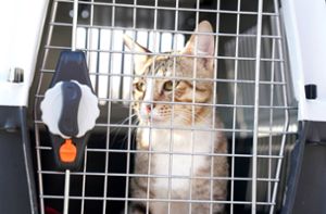 Die katarische Streunerkatze  „Dave the Cat“ hat ein neues Zuhause bei zwei englischen Nationalspielern gefunden. Foto: IMAGO/PA Images/IMAGO/Martin Rickett