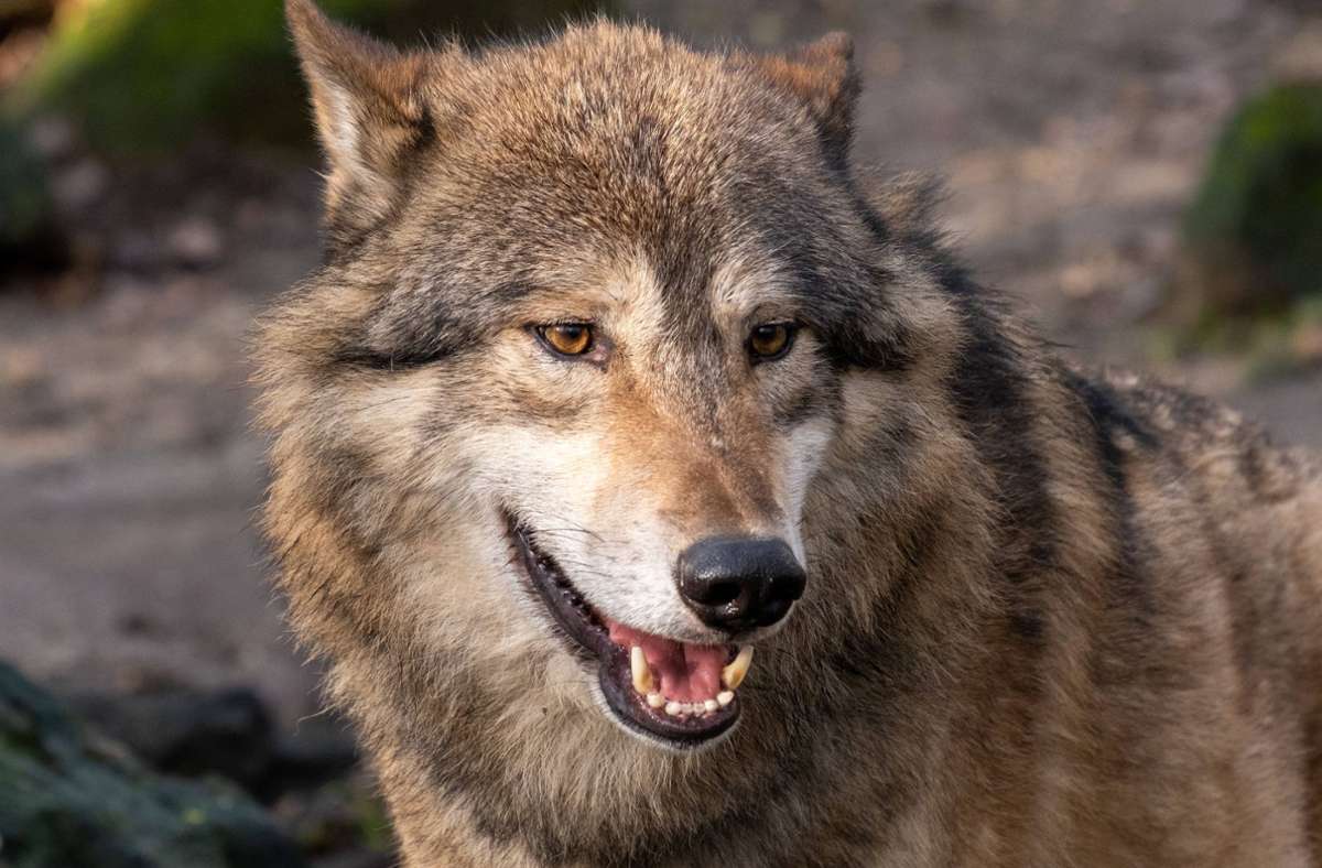 Der Angriff eines Wolfes in einer Gemeinde im Nordschwarzwald ist per genetischer Untersuchung bestätigt worden (Symbolfoto). Foto: imago images/agrarmotive/ via www.imago-images.de