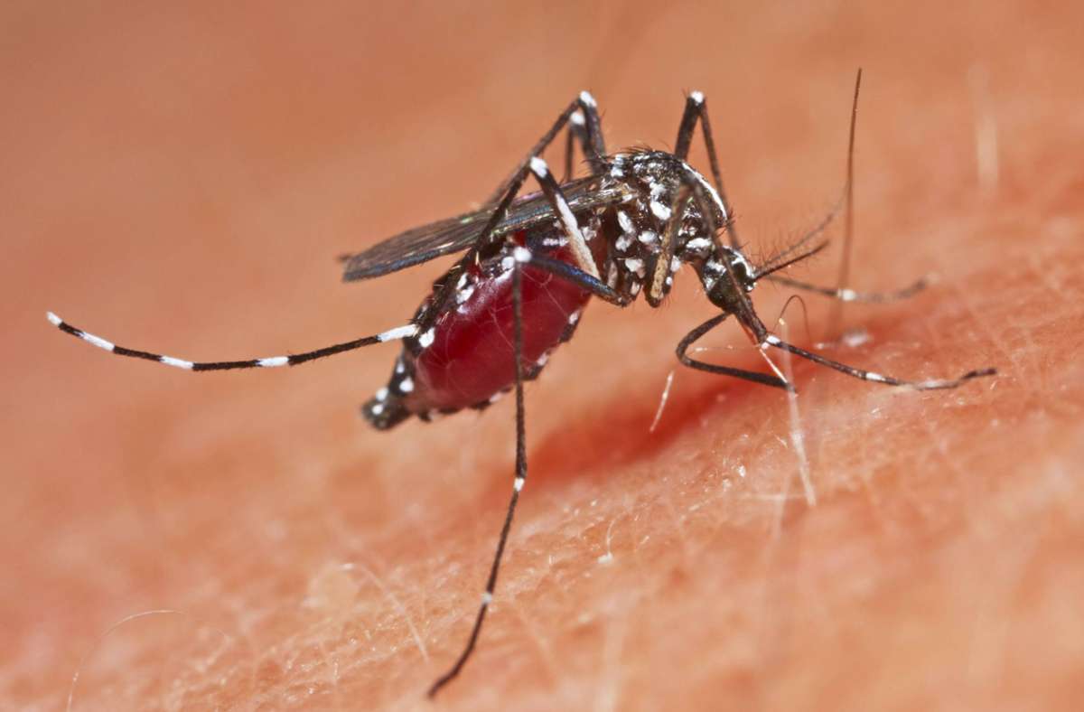 Dengue-Fieber am Gardasee: Wie man sich vor Dengue-Fieber schützt