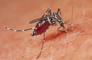 Dengue-Fieber wird unter anderem von Tigermücken übertragen. Foto: mago/Blickwinkel
