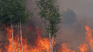 Jugendliche setzen Waldstück in Brand