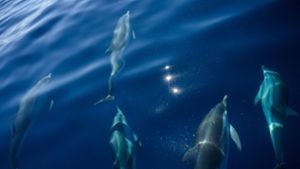 Hunderte Delfine in Fjord getrieben und getötet