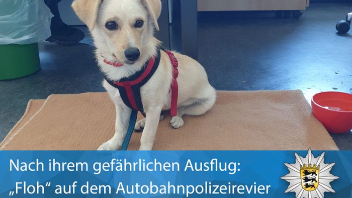 Karlsruher Polizist adoptiert heimatlose Hündin 