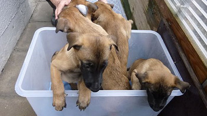 Zeuge rettet ausgesetzte Hundewelpen