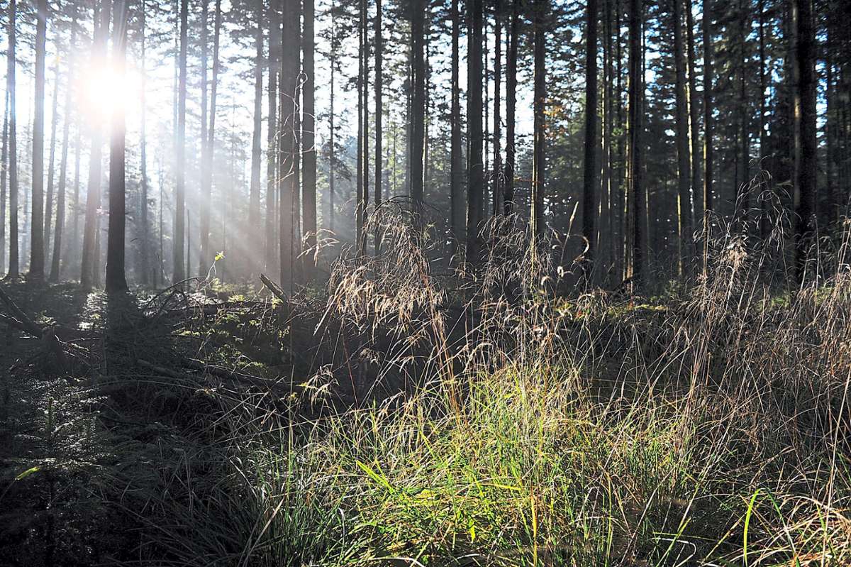 Wohin entwickelt sich Nagolds  Stadtwald? Zumindest Überschüsse sind     mit der Forstwirtschaft in Nagold   kaum noch zu erwirtschaften.Foto: Fritsch
