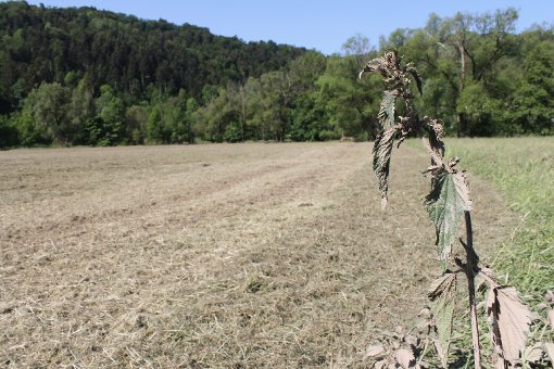 Schlamm überzieht die Wiesen im Eyachtal: Das Hochwasser trug Bakterien und Ölreste auf die Auen, die Bauern haben das unbrauchbare Gras nun gemulcht und lassen es verrotten. Foto: Müssigmann