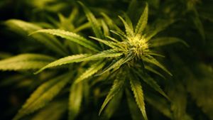 Marihuana bei 53-Jährigem und 60-Jähriger im Keller gefunden