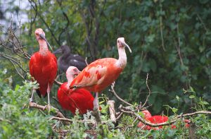 Rote Ibisse gehören seit 1954 zum Tierbestand der Wilhelma. Derzeit lebt eine Gruppe von 17 Tieren im Stuttgarter Zoo. Foto: Wilhelma Stuttgart