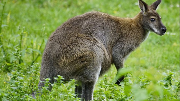 Känguru büxt aus Zirkus in St. Georgen aus