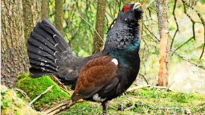 Lesermeinung zum Windpark bei Villingen: Vogel friss oder stirb