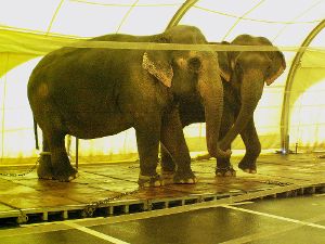 Angekettete Elefanten bei Circus Krone. Foto: PETA