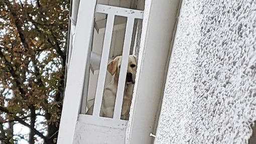 Auf dem Balkon musste ein Hund in Meßstetten leben – ohne Zugang zur Wohnung. Jetzt sind die Behörden eingeschritten. Foto: Hauschel