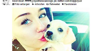 Miley Cyrus tröstet sich mit einem neuem Hund