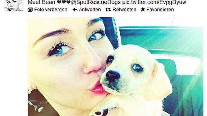 Miley Cyrus tröstet sich mit einem neuem Hund