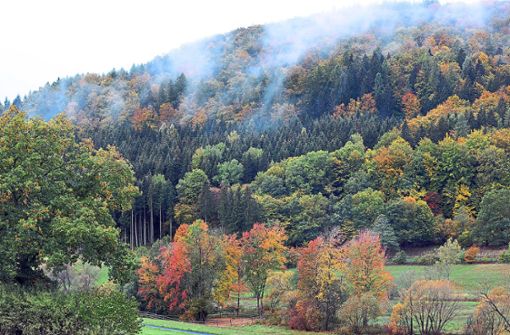 Der Obernheimer Gemeinderat hat sich die Pläne des Forstbetriebs für das kommende Jahr angeschaut. Foto: Hildenbrand