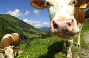 Immer wieder kommt es in Österreich auf Wanderwegen zu Unfälle mit Kühen.  Foto: dpa