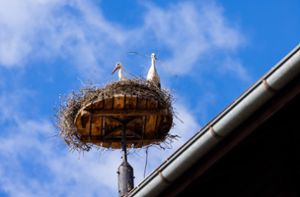 Auch bei den Storch-Jungtieren gibt es gute Neuigkeiten. Foto: dpa/Philipp von Ditfurth