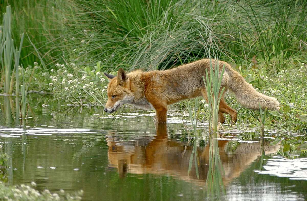 Ein Fuchs trinkt Wasser aus einem Bach - der stellvertretende Forstamtsleiter in VS, Roland Brauner, betont: Wildtiere finden ihr Wasser, auch jetzt. Foto: YvetteNatuurfotografie – Pixabay