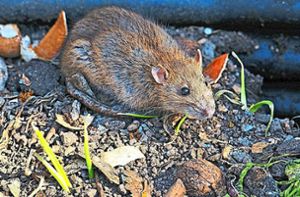 Die Gemeinde Bisingen  arbeitet indes für die Ratten-Befallsanalyse dauerhaft mit einer Schädlingsbekämpfungsfirma zusammen. Foto:stock.adobe.com/©silvioheidler