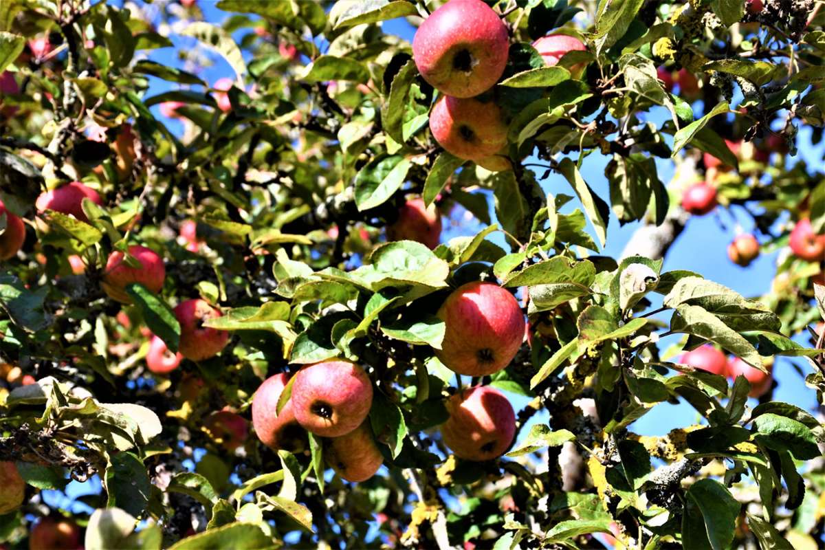 Auch diese Äpfel werden wohl nicht geerntet – denn viele von ihnen sind schon ins Gras gefallen.