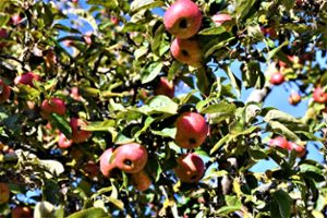 Auch diese Äpfel werden wohl nicht geerntet – denn viele von ihnen sind schon ins Gras gefallen. Foto: Fotos: Schülke