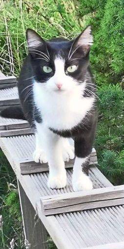 Shiva ist gechipt und bei der Tierschutzorganisation Tasso registriert. Messalina Messerschmid-Savić beschreibt die Katze als sehr klein und zierlich.Foto: Privat Foto: Schwarzwälder Bote
