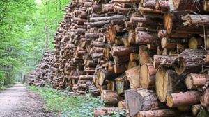 Niedriger Holzpreis drückt 2020 das Ergebnis