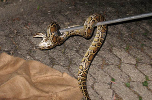 Bereits Anfang Juli wurde eine etwa 60 Zentimeter lange Pyton-Schlange in der Lindenstraße aufgefunden. Quelle: Unbekannt
