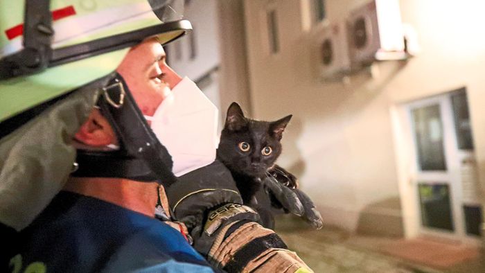 Feuerwehr rettet Katze von Fenstersims in der Innenstadt