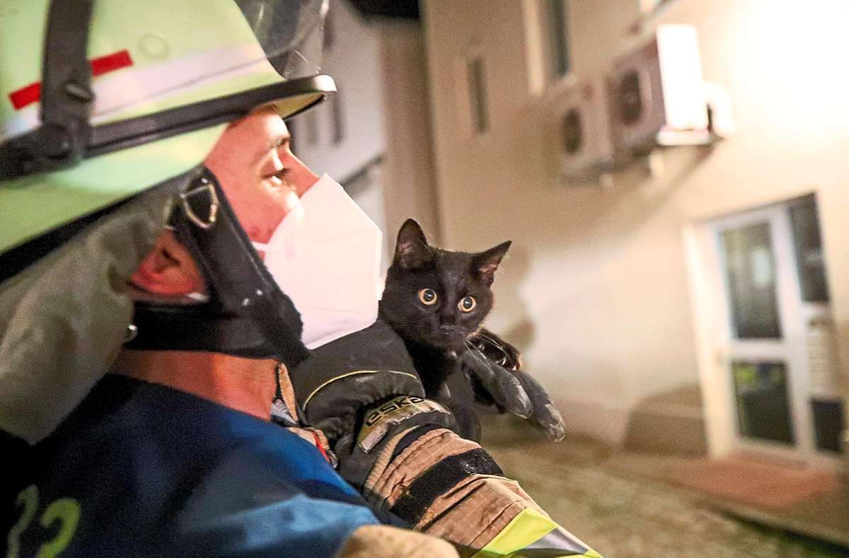 Feuerwehrmann Nils Chandoni bringt das Kätzchen wieder zurück ins Haus. Hier werden nun die Besitzer ausfindig gemacht.
