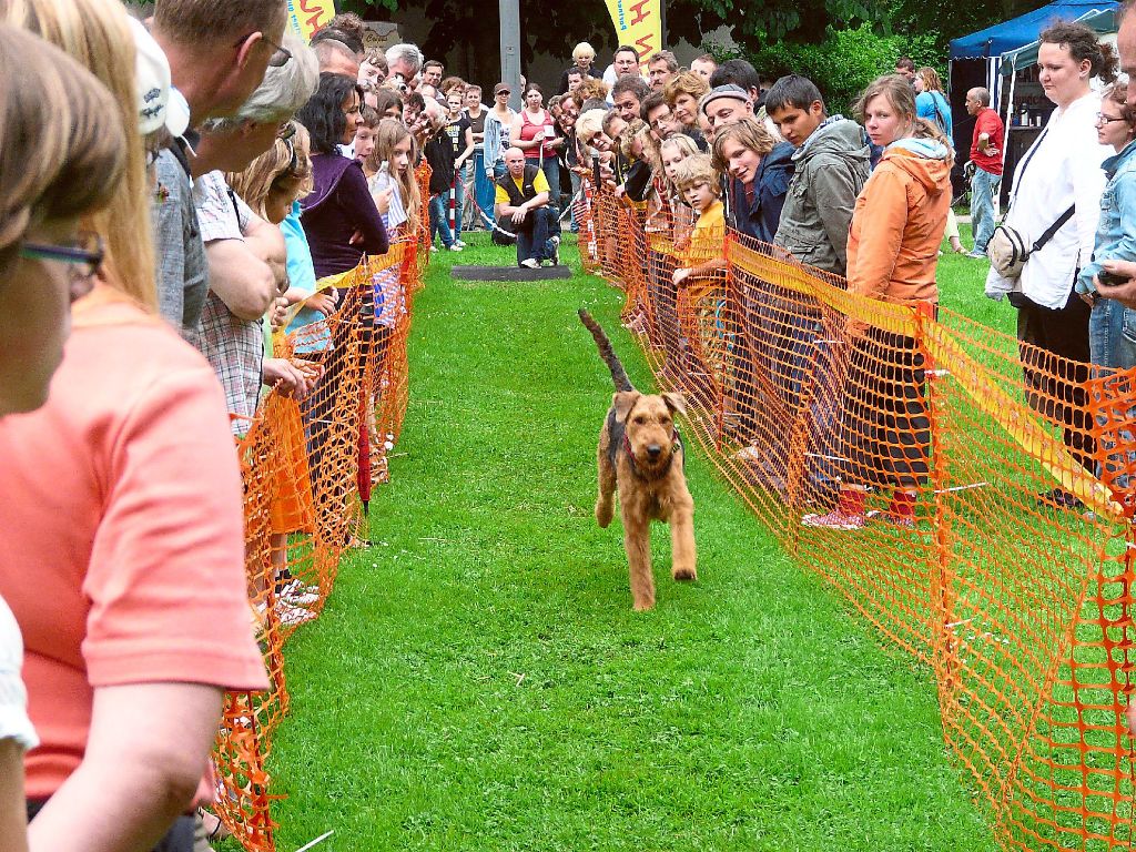 Spannende Hunderennen gibt es auch in diesem Jahr bei der Bad Liebenzeller Messe.