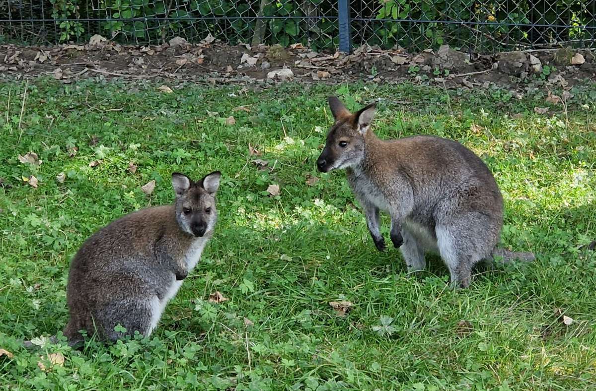Zu Besuch bei Känguru „Finn“: Schömberger Waldschenke-Wallaby hat viele Fans