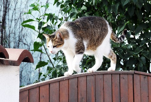 Wo die Katzen künftig unterkommen, das können sich Gäste am Tag der offenen Tür im Tierheim ansehen.  Foto: Deck