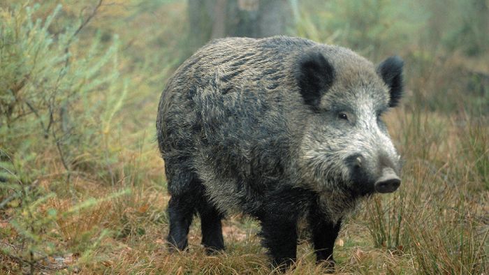 Wildschwein-Population bereitet Sorgen