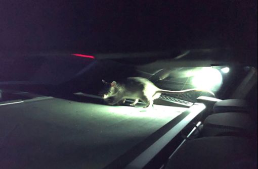 Riesenhamsterratte „Rico“ sollte  abgegeben werden, als hätte der Nager dies geahnt, büxte das Tier unterwegs im Auto aus. Foto: Polizei Paderborn
