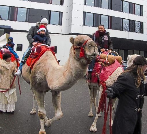Auf dem Weihnachtsmarkt im Klinikum Nordschwarzwald  konnten Besucher Kamele reiten. Foto: Stöß Foto: Schwarzwälder-Bote